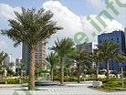 Ảnh Abu Dhabi 329 3