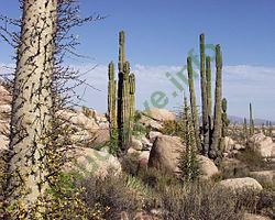 Ảnh Baja California 492