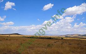 Ảnh Maasai Mara 2572