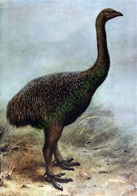 Ảnh Moa 2529
