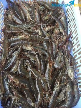 Ảnh TÔM MỰC LAGI BÌNH THUẬN